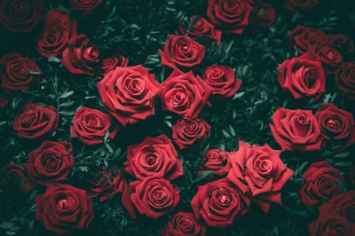 タロット「赤い薔薇」